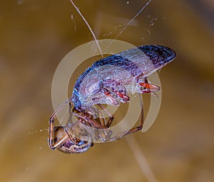 Spider feeding on a trapped beetle