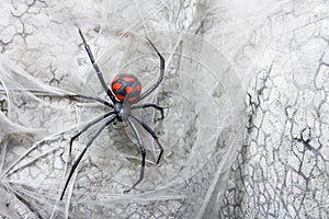 Spider female black widow on the web