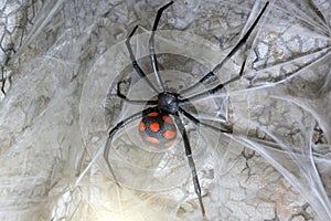 Spider female black widow on the web, close up view