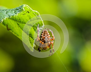 Spider female sits in her nest
