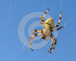 Spider female sits in its cobwebs against blue sky