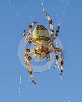 Spider female sits in its cobwebs against blue sky