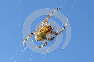 Spider female sits in its cobwebs against blue sky