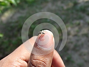 Spider on finger, small