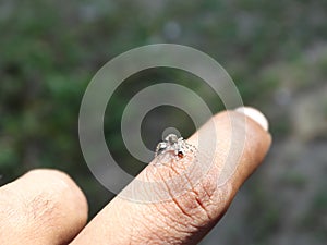 Spider on finger, small