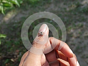 Spider on finger, small