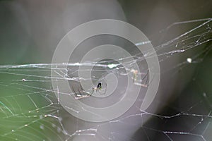 spider in Florida swamp