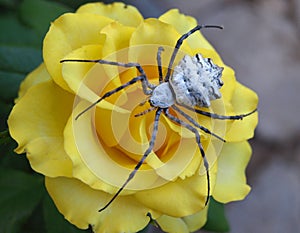 Spider on a flower