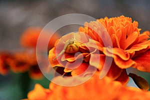 Spider in flower