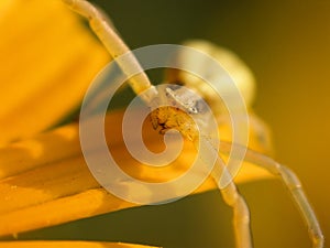 Spider on flower