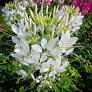 Spider flower