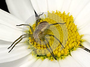 Spider on flower