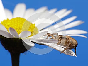 Spider on flower