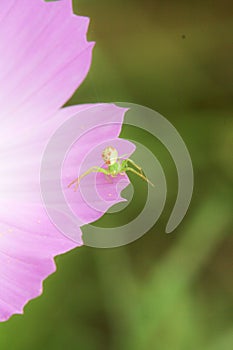 Spider on flower