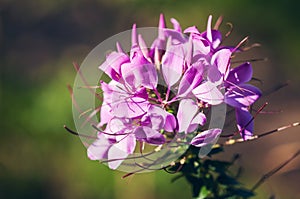 Spider flower in bloom