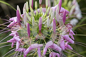 Spider flower blooming in Elizabeth Park in West Hartford, Connecticut.