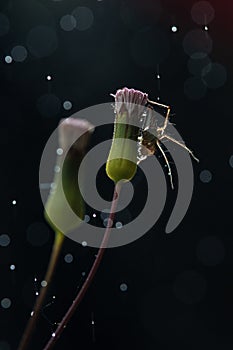 Spider on flower bud