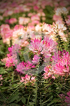 Spider flower(Cleome hassleriana) blooming in the