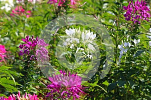 Spider flower or cleome spinosa flower in garden