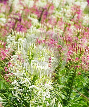 Spider flower or Cleome spinosa in Thailand