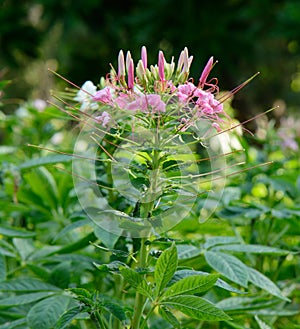 Spider Flower flower (Cleome spinosa)