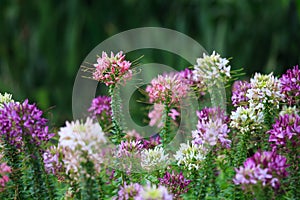 Spider Flower flower (Cleome spinosa)
