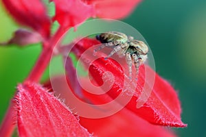 Spider on flower