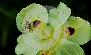 A spider on a flower with spots, wild iris flower, peacock flower