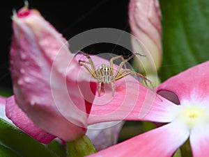 A spider on the flowers
