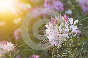 Spider flowers or CLEOME SPINOSA LINN are blooming on flare from sun rise time in autumn