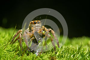 Spider with fly