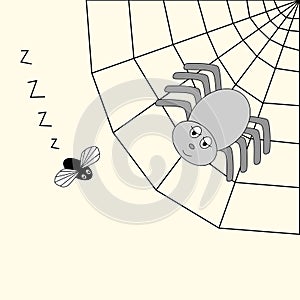 Spider and fly