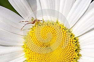 Spider and fly close up on chamomile, macro view.