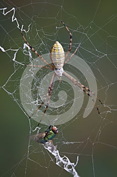 Spider and fly in web