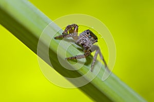 Spider foraging photo