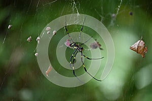 A spider in the forest.