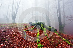 Spider in the forest