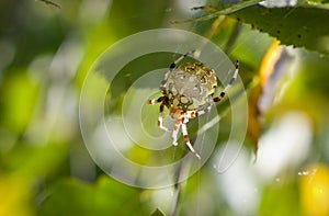 Spider with four spots, female Araneus quadratus.