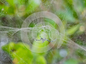 Spider in front garden, black spider. photo