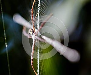 Spider in the garden