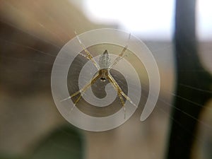 Spider in garden
