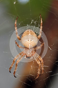 Spider garden-spider lat. Araneus