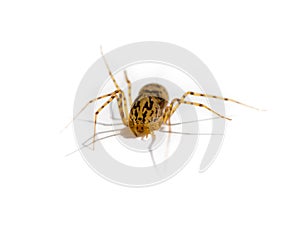 Spider Genus Scytodes