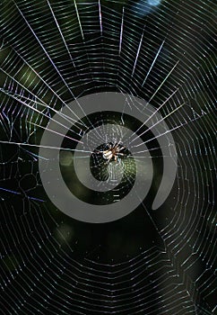 Spider in Geometric Web