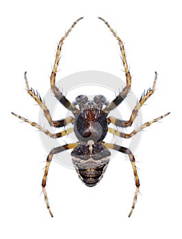 Spider Gibbaranea bituberculata male