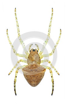 Spider Gibbaranea ullrichi female