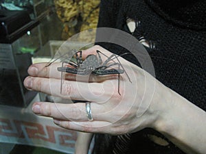 Spider on the girl& x27;s hand. Flagellated spider frin on the girl& x27;s hand. Damon Variegatus.