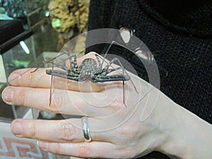 Spider on the girl& x27;s hand. Flagellated spider frin on the girl& x27;s hand. Damon Variegatus.