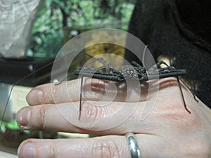 Spider on the girl& x27;s hand. Flagellated spider frin on the girl& x27;s hand. Damon Variegatus.