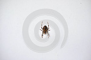 Spider on glass